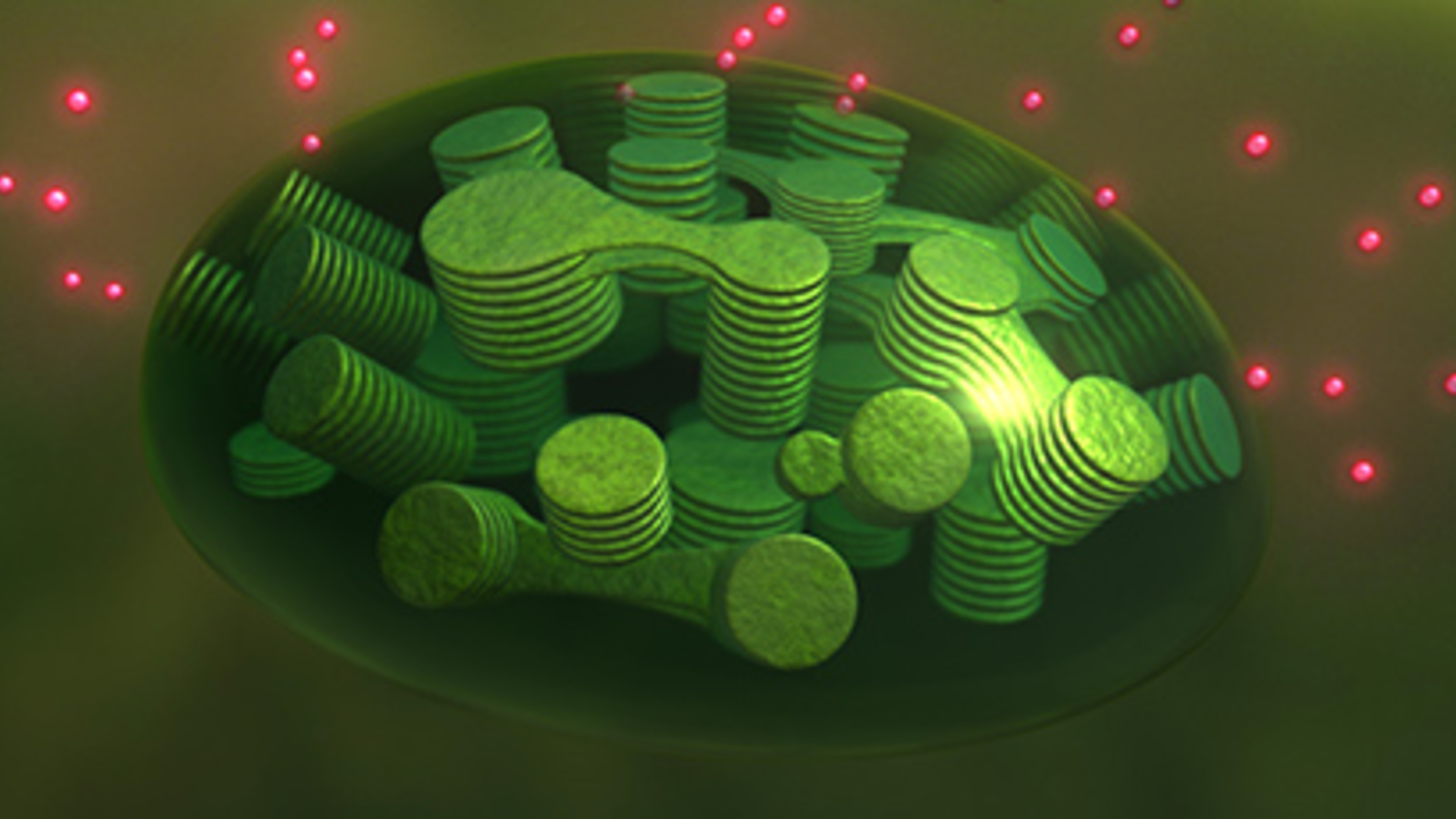 A plant cell emits fluorescent light during photosynthesis.